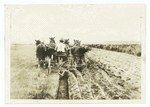 A Gang Plow with horses.