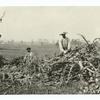 Husking Corn in the Field.