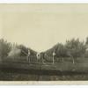 Spraying the Orchard.