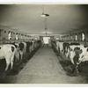 A Model Dairy.