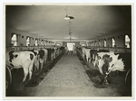 A Model Dairy.