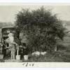 Exterminating the Common Bareberry Bush.