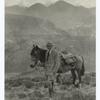A Plant Explorer in the Andes.
