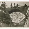 A School of Menhaden.