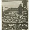 A Barge Catch of Salmon.
