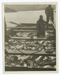 A Barge Catch of Salmon.