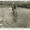 Planting Tomcod Fry in a Long Island Harbor.