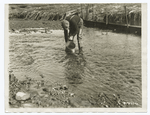 Planting Tomcod Fry in a Long Island Harbor.