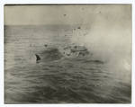 Bomb exploding in a whale.