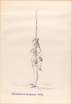 Holandsche Dragonder. 1769