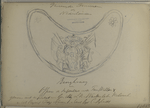 Ringtraug [?] van Offcier der Infanterie van Prins Willem V [...]  1785