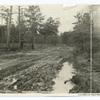 In The "Piney Woods," Mississippi