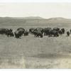 Buffalo in Witchita (Okla.) National Forest