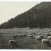 Sheep Raising