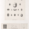 Antiquités Egyptiennes.
