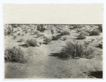 Yum the mesa unreclaimed, Ariz., 1920