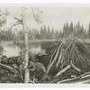 Beaver : habitat group in A.M.N.H.