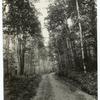 Vista, white birches, Eagle Lake N.Y.