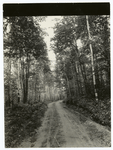 Vista, white birches, Eagle Lake N.Y.