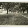 Tree lined road