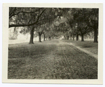 Tree lined road