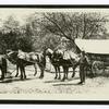 Conestoga wagon with horse team
