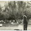 Heaters burning in an orchard in Oregon where hundreds of thousands of dollars are saved annually to fruit growers by definite warnings of temperatures dangerous to the fruit and specific telephonic information as to the time to begin firing. Similar work is being conducted in California and Washington. Weather Bureau representatives often are on duty all night during critical periods.