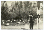 Heaters burning in an orchard in Oregon where hundreds of thousands of dollars are saved annually to fruit growers by definite warnings of temperatures dangerous to the fruit and specific telephonic information as to the time to begin firing. Similar work is being conducted in California and Washington. Weather Bureau representatives often are on duty all night during critical periods.