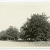 Orchard