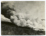 Burning the forest