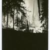 Burning the forest.