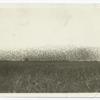 Flocks of redwings and yellowheads over field of milo, Calipatria, Calif.