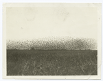 Flocks of redwings and yellowheads over field of milo, Calipatria, Calif.