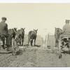 Horse drawn tractors, rear view