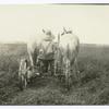 Horse drawn tractor, rear view