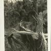 Corn damaged by crows, Painesville, Ohio.