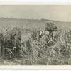 Salvaging corn crops