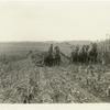Salvaging corn crops