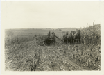 Salvaging corn crops
