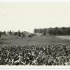 Corn field with farm buildings