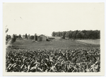 Corn field with farm buildings