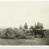 Horse drawn hay piling