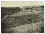 Farm