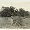 Man stacking grass