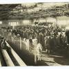 Cow judging contest, farmers' week, Cornell University
