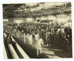 Cow judging contest, farmers' week, Cornell University