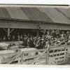 Farmers visiting experimental feed lots (Agricultural Experiment Station, Purdue University, La Fayette, Indiana).