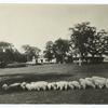 Flock of purebred Southdown sheep grazing on lawn of the U.S. Morgan Horse Farm near Middlebury, Vt. Three international grand champions have been bred in this flock.