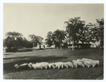 Flock of purebred Southdown sheep grazing on lawn of the U.S. Morgan Horse Farm near Middlebury, Vt. Three international grand champions have been bred in this flock.