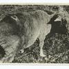 Damage to, sheep by magpie.